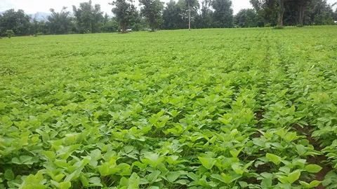พบจุลินทรีย์ป้องเมล็ดพันธุ์ถั่วเหลือง สยบโรคเมล็ดสีม่วงและโรคเมล็ดเน่า