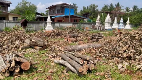 ชาวบ้านร้องกำนันตัดต้นยางขาย อ้างขออนุญาตนายอำเภอแล้ว 