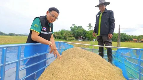 กรมข้าว เร่งช่วยผู้ผลิตเมล็ดพันธุ์บ้านสันทราย หวังยกระดับคุณภาพผลผลิต