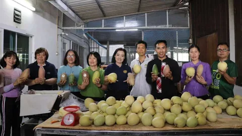 พาณิชย์ ลุยรับซื้อ มะม่วงแฟนซี ลำพูน-เชียงใหม่ 1,000 ตัน ดันราคา 