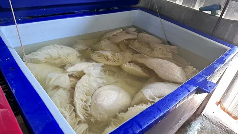 ผงะอาหารสด แช่ฟอร์มาลิน ปศุสัตว์ลุยจับ โรงงานทำส่งร้านหมูกระทะ