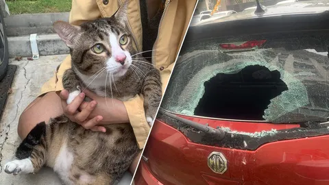 โซเชียลเอ็นดู เจ้าแมวอ้วน หล่นจากชั้น 6 ใส่รถยนต์ ทำกระจกแตกเป็นรู