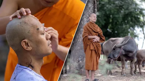 บวชเงียบ สิงโต นำโชค เดินหน้าไถ่ชีวิตควายท้อง 2 ตัว จากโรงฆ่าสัตว์