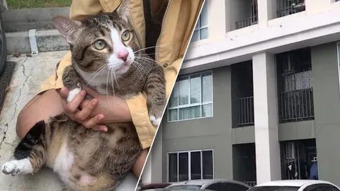 นิติฯ คอนโดฯ ปรับ 1 พันบาท เจ้าของแมวอ้วน ฝ่าฝืนแอบเลี้ยงสัตว์ (คลิป)