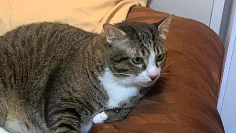 อัปเดตอาการล่าสุด "น้องซิฟู" แมวอ้วนร่วงจากชั้น 6 ใส่กระจกรถแตก