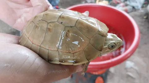 สาวฝันว่าได้จับเหรียญสมัยเก่า ต่อมาเจอ "เต่าเผือก" เชื่อมาให้เลขเด็ดลุ้นโชค (คลิป)