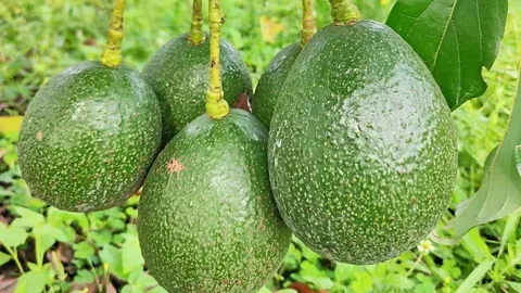 อาณาจักรอะโวคาโด พันธุ์ใดควรปลูกพื้นไหน