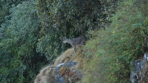 ฮือฮา ม้าเทวดา อวดโฉมยอดดอยอินทนนท์ หลังฝนหยุด หมอกลงจัด (คลิป)