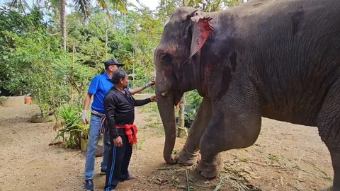 ช้างป่ากร่าง บุกทำร้ายช้างเลี้ยง "พลายเงิน" ใช้งาแทงสาหัส ปางตาย