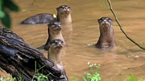 นักล่าแห่งพื้นที่ชุ่มน้ำ รู้จัก "นาก" สัตว์ป่าคุ้มครอง คิดจะเลี้ยงเสี่ยงคุก