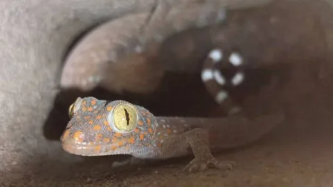 หนุ่มชลเจอตุ๊กแกนับสิบยึดบ้าน แจ้งกู้ภัยสัตหีบช่วยจับ อึ้งเจอพร้อมไข่รอกำเนิด