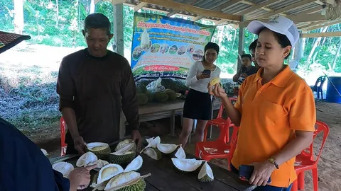 สวนทุเรียนพื้นเมืองนาโยงสุดคึกคัก คนแห่ไปซื้อทุกวัน กก.ละ 50 บาทจนไม่พอขาย