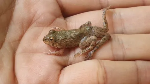 นักคำนวณวิเคราะห์ "เลขเด็ด" หลังเจอ "กบ 6 ขา" เชื่อเป็นของแปลกให้โชค