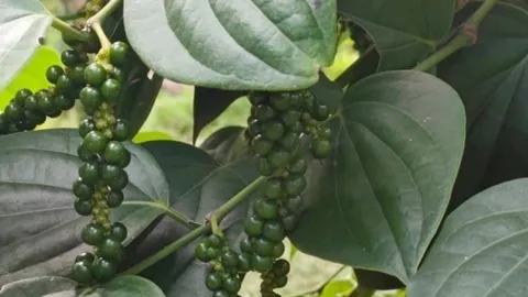 พริกไทยแซมสวนมะพร้าว รายได้งาม เก็บได้นาน  15  ปี