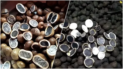 สิ้นฤดูกาลเห็ดถอบ เชียงใหม่-ลำพูน เก็บออกจากป่ามาขายมีแต่เม็ดแก่ ผ่าเจอแต่สีดำ