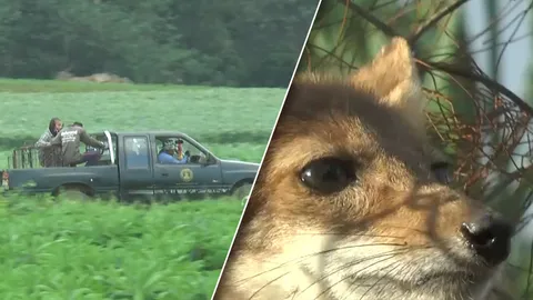 พบ สุนัขจิ้งจอก หลงฝูงจากป่าถ้ำประทุน อุทัยธานี โดนสุนัขชาวบ้านไล่กัด