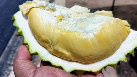 สุกแล้ว ทุเรียนป่าละอู หัวหินจัดงานใหญ่ คัดเกรด A ขาย กก.250 เท่ากันทุกร้าน 