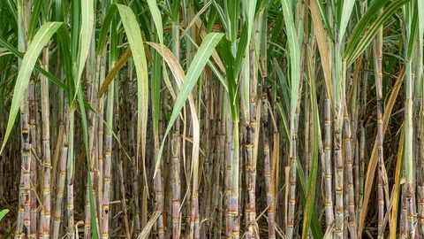 ไร่อ้อยช้ำห่วงภัยแล้งจ่อถล่ม ลุ้นรัฐบาลใหม่ช่วยเกษตรกร-ขึ้นค่าแรงต้นทุนพุ่ง