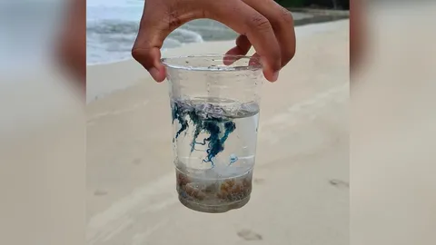 มากับมรสุม "แมงกะพรุนไฟหมวกโปรตุเกส" เจอที่ทะเลภูเก็ต เตือนพิษแรงถึงตาย