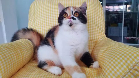 แบบนี้ไม่น่ารัก เจ้าของแมวอึ้ง ลูกค้าทักถามราคา โดนสวน "เก็บไว้ให้พ่อพี่เลี้ยงเถอะ"