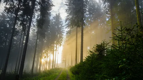 Pride of the morning