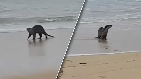 ภาพหาดูยาก "นากทะเล" วิ่งเล่นชายหาด สุดน่ารัก ไม่เขินนักท่องเที่ยว (คลิป)