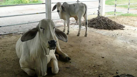 ผู้เลี้ยงโคเมืองลุงโวย ราคาตกต่ำเหตุส่งขายมาเลย์ไม่ได้ แถมยังเจอวัวเถื่อนด้วย