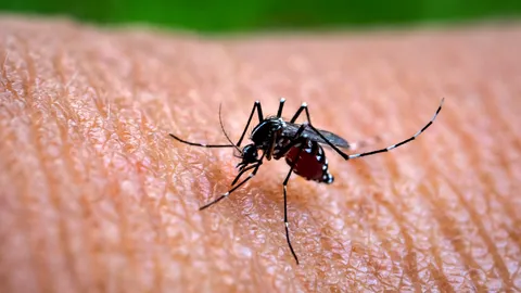 โรคไข้เลือดออก ภัยร้ายที่ควรระวังในช่วงฤดูฝน เผยสถิติพุ่งสูง 10 เท่าในไตรมาสแรกปี 2566