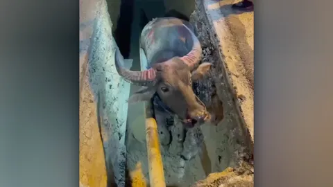 เศร้ากว่าที่คิด คลิป "ควาย" วิ่งกลางถนนแล้วพลัดตกท่อ แท้จริงหนีมาจากโรงเชือด