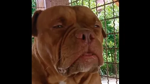 หน้าโหด โหมดขี้น้อยใจ พิตบูลถูกขัง สะอื้นเสียงหลง หลังช่างต้องเข้ามาทำบ้าน (คลิป)