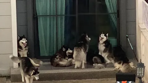 เพื่อนบ้านสุดทน "หมาไซบีเรียน" 15 ตัว ขังในบ้าน ปล่อยเห่าส่งกลิ่นรบกวน (คลิป)