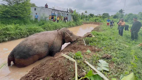 พลายสาริกา ช้างเซเลบแห่งนครนายก พลาดเดินพลัดตกบ่อน้ำ (คลิป) 