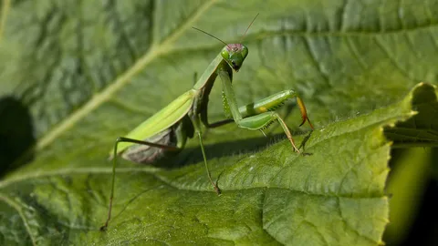 ตั๊กแตนอหังการ์