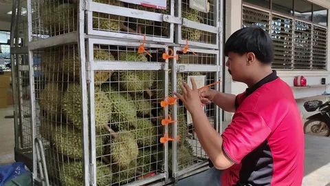 ไปรษณีย์ศรีสะเกษ พร้อมรองรับส่งทุเรียนภูเขาไฟจากเกษตรกร ไปทุกภูมิภาคทั่วไทย