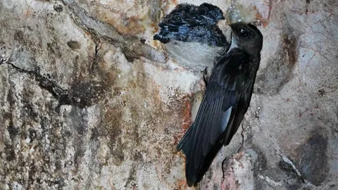 เผยภาพนกอีแอ่นทำรังออกลูก หมู่เกาะสี่ เกาะห้า อันซีนพัทลุงที่ไม่มีใครได้เห็น (คลิป)