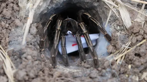 คอหวยยิ้มหวาน ทำพิธีขอ "เลขเด็ด" เสี่ยงทายพญาบึ้ง ลุ้นโชคงวด 16/6/66 (คลิป)