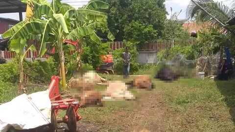 เกษตรกรบุรีรัมย์คาใจ แม่วัวล้มชักตายต่อหน้า 6 ตัว เหมือนโดนวางยาแต่ไม่น่าใช่