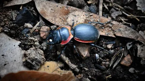 เปิดภาพ "ด้วงดินขอบทองแดง" แมลงคุ้มครองหายาก ใกล้สูญพันธุ์