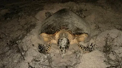 "แม่เต่าเพรียง" ขึ้นวางไข่ 165 ฟอง ต่อเนื่องรังที่ 6 บน "เกาะทะลุ"