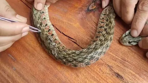 ขนลุก "งู" โดนเห็บเกาะกินเลือดจนผอม โชคดีเจอผัวเมียใจดีช่วยคีบออกให้ (คลิป)