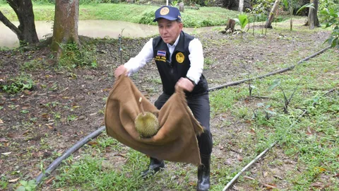 ผวจ.พังงา โชว์ รับทุเรียนสาลิกาด้วยกระสอบ โปรโมตผลไม้อัตลักษณ์จังหวัด