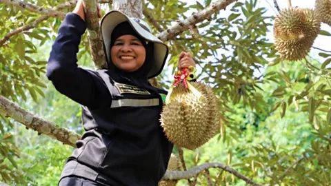 เปิดฤดูทุเรียนทรายขาวพันธุ์ GI ของปัตตานี คาดจาก 200 ตันทำรายได้กว่าร้อยล้าน