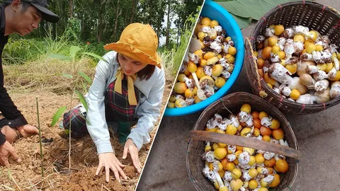 ก้อง ห้วยไร่ เคยขำภรรยาขอปลูกต้นยางนา ผ่านไป 5 ปี เก็บเห็ดขายได้วันละ 6,000