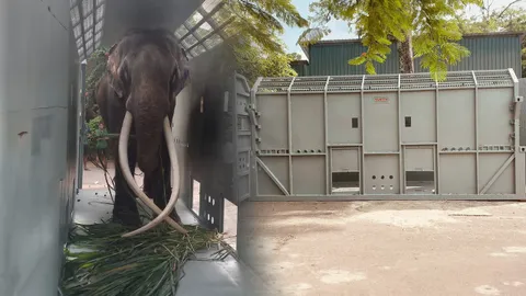 พลายศักดิ์สุรินทร์ ฝึกเดินเข้ากรง เปิดกำหนดเวลาขึ้นเครื่อง นับถอยหลังกลับไทย (คลิป)