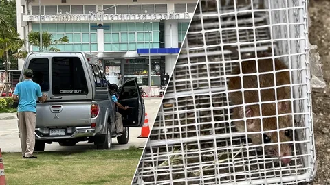 ปิดจ๊อบล่า "หนู" ในตึก บช.ก. 4 วันรวบได้ 169 ตัว คาดยังมีรังในอาคาร