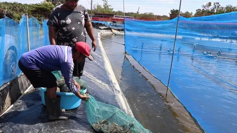 ผู้เลี้ยงกุ้งใน จ.สุราษฎร์ธานี ส่งขายลูกค้าทางออนไลน์ ชี้ราคาดีกว่าส่งขายแพ