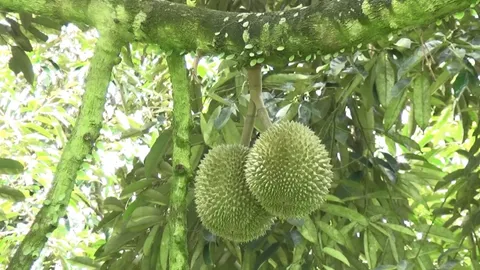 หนุ่มสวนยางซื้อสวนทุเรียนที่เคียนซา โชคดีเจอ "อีลวง" พันธุ์เก่าแก่เมืองนนท์ (คลิป)