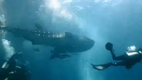 นักดำน้ำตื่นเต้น "ฉลามวาฬยักษ์" 6 เมตร โผล่อวดโฉม ว่ายน้ำเล่นอย่างเป็นมิตร