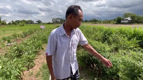 เกษตรกรขอนแก่นเจอปัญหา "ดินเค็ม" ปลูกกุยช่ายไม่ขึ้น วอนรัฐช่วย