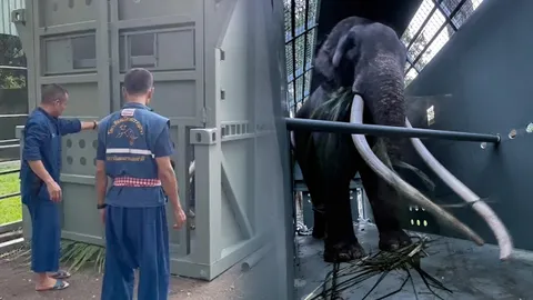 พลายศักดิ์สุรินทร์ ซ้อมเดิน-ล่ามโซ่ในกรง จำลองสถานการณ์จริง ไม่ตื่นกลัว (คลิป)